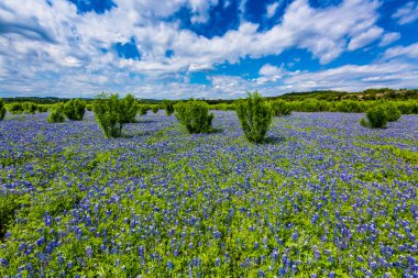 Geniş açı görünümü, ünlü Texas Bluebonnet (Lupinus texensis) büyük alanı