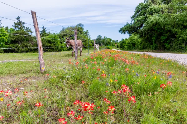 A Donkey in Texas Field of Wildflowers — Stock Photo, Image