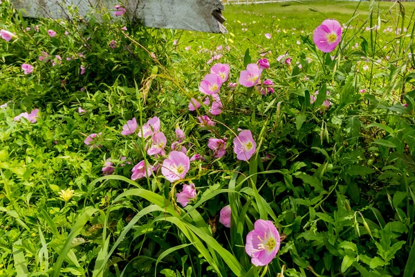 Texas Pink Evening Primrose Wildflowers at Wooden Fence — Stock Photo, Image