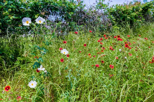 Texas Field of Wildflowers such as Indian Blanket — Stock Photo, Image
