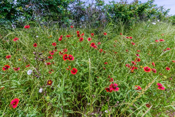 Texas Field of Wildflowers such as Indian Blanket — Stock Photo, Image