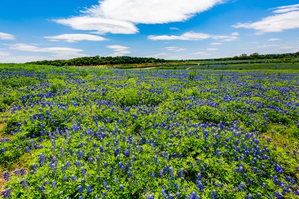 Bred vinkel vy av berömda Texas Bluebonnet (Lupinus texensis) i stora fält — Stockfoto