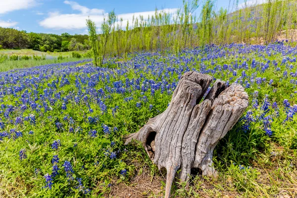 Un viejo tocón de árbol en un campo de Texas Bluebonnet Wildflowers — Foto de Stock