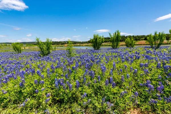 Szeroki kąt widzenia słynnego Texas Bluebonnet kwiaty w pobliżu rzeki Kolorado — Zdjęcie stockowe