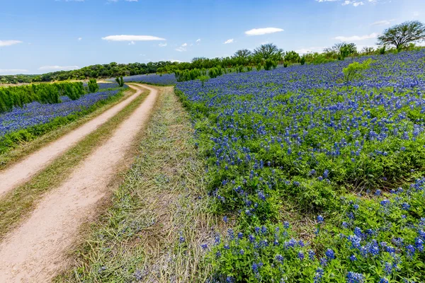 Широкого кута зору з відомих Техас Bluebonnet (Люпин texensis) з грунтова дорога — стокове фото