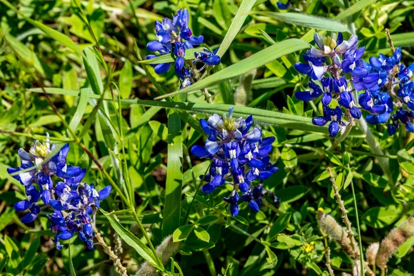 Крупним планом вид на знаменитий Техас Bluebonnet (Люпин texensis) польові квіти — стокове фото