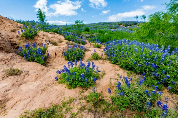 Weitwinkelaufnahme des berühmten texanischen Blauwassers (lupinus texensis) am Flussufer — Stockfoto