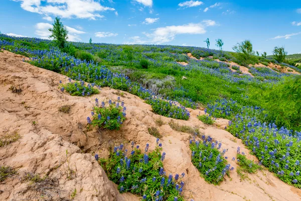 Bred vinkel vy av berömda Texas Bluebonnet (Lupinus texensis) på floden Bank — Stockfoto