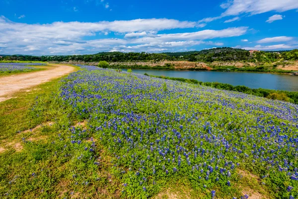 Uitzicht van beroemde Texas Bluebonnet wilde bloemen op de Colorado rivier — Stockfoto