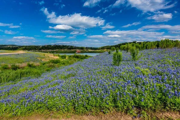 Weitwinkelaufnahme des berühmten texanischen Blauwassers (lupinus texensis) im Feld mit Fluss — Stockfoto