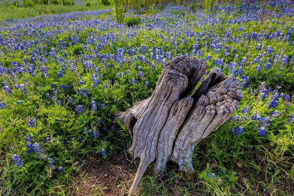 En gammal stubbe i ett fält av Texas Bluebonnet vildblommor — Stockfoto