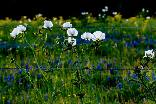 Texas Wildflowers in a Texas Pasture with Fence at Sunse — стоковое фото