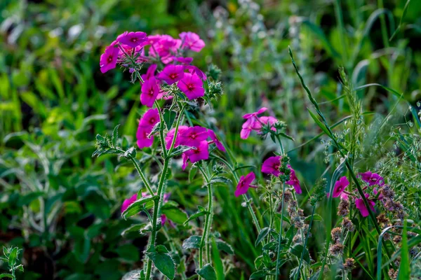 Kırmızı veya mor Drummond Phlox kır çiçekleri — Stok fotoğraf