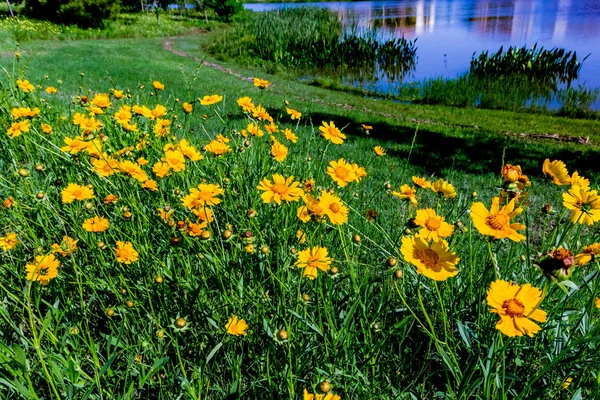 Hermosa brillante amarillo Lanceleaf Coresopsis flores silvestres en un Fi — Foto de Stock