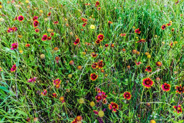 Indian Blanket Wildflowers in Texas — Stock Photo, Image