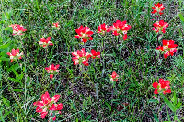 Close-up van Indian Paintbrush Wildflowers in Texas — Stockfoto