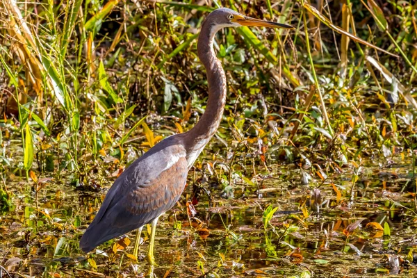 A Juevenile Tricolored Heron — Stock Photo, Image