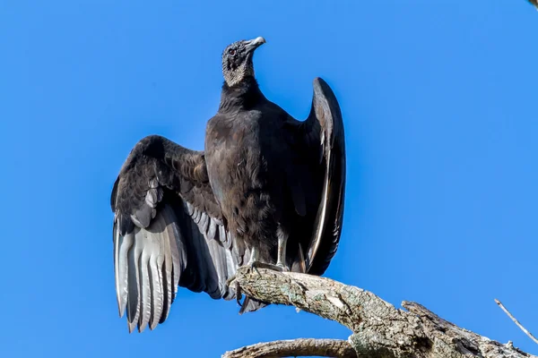 Peru Abutres, ou Buzzards — Fotografia de Stock