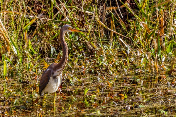 Una garza tricolor juvenil — Foto de Stock