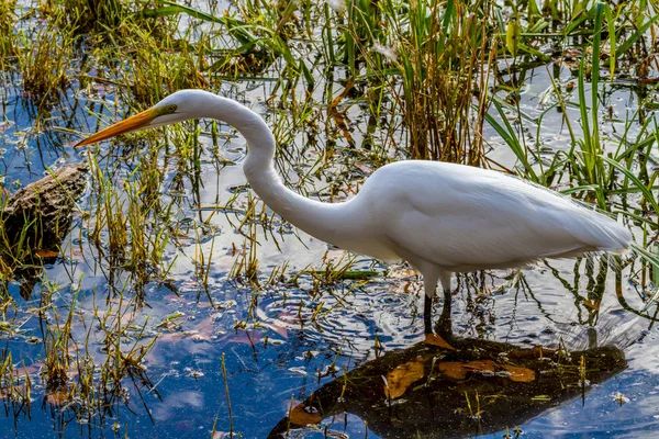 En stor hvid Egret - Stock-foto