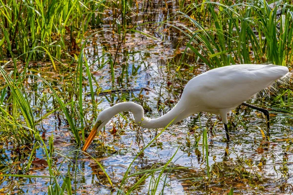 Une grande aigrette blanche — Photo