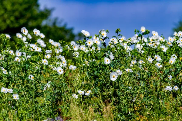 Schöne weiße stachelige mohn (argemone albiflora) wildblumen i — Stockfoto