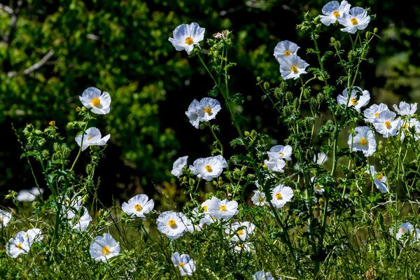 Belle coquelicot blanc (Argemone albiflora) Fleurs sauvages i — Photo