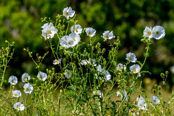 Hermosa amapola espinosa blanca (Argemone albiflora) — Foto de Stock