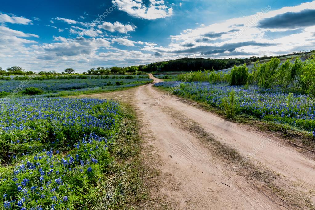 An Old Texas Country Dirt Road in a Field Full of the Famous Texas Bluebonnet (Lupinus texensis) Wildflowers.  An Amazing Display at Muleshoe Bend in Texas.