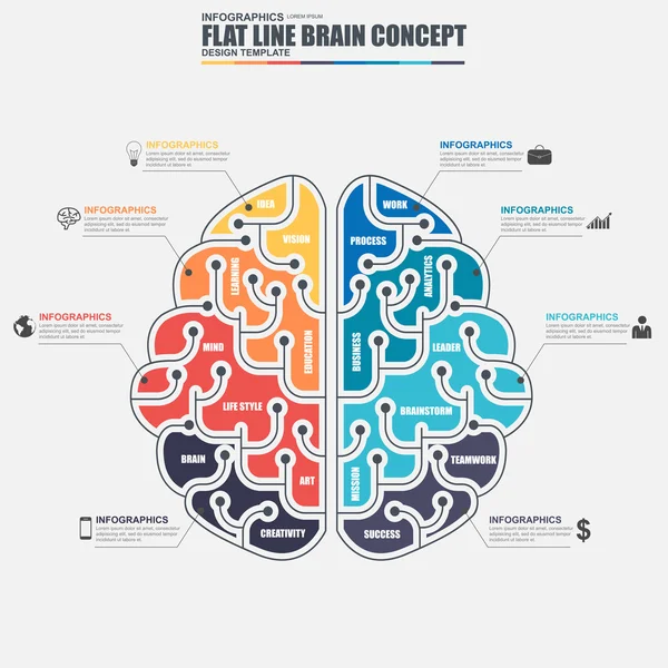 Línea delgada plana negocio cerebro infografía elementos vector plantilla. Puede ser utilizado para el flujo de trabajo, concepto de solución de negocio, lluvia de ideas, educación, proceso creativo, diagrama, gráfico, visualización de datos . — Vector de stock