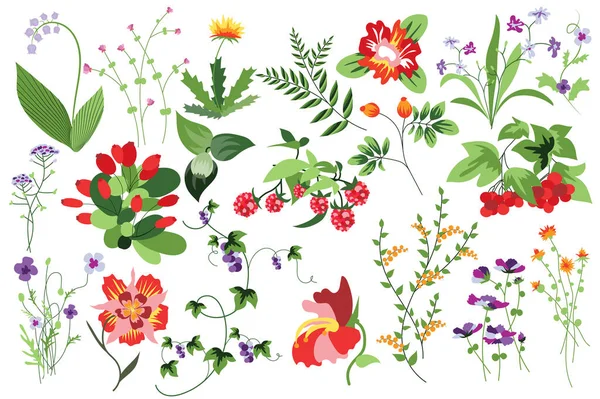 Flor e plantas conjunto isolado. Framboesa, rowan e outras bagas. Jardim florido e flores silvestres florescendo diferentes tipos. Pacote de elementos florais. Ilustração vetorial em desenho desenhado à mão —  Vetores de Stock