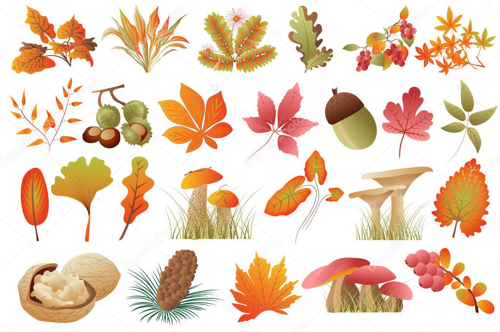 Autumn leaves and plants isolated set. Fallen leaves of different colors, acorn, chestnuts, walnuts, mushrooms, fir cones, rowan. Bundle of floral elements. Vector illustration in hand drawn design