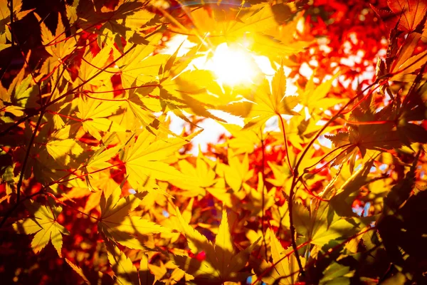 Golden autumn. The sun is shining through the yellow leaves. Yellow and red leaves of Japanese maples. Beautiful golden maple leafs in fall with sunlight.
