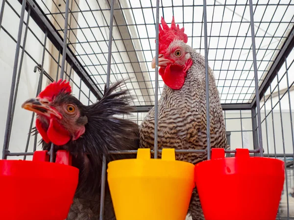 Two roosters in a metal cage. Growing chickens. Poultry keeping. Rooster stuck his head out of cage. Concept - sale of roosters for subsequent breeding. Growing chickens for agritourism.