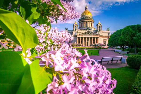 Churches of Saint Petersburg. Summer in Russia. Isakievsky sobop on the blue sky background. Isakievskaya Square in sunny weather. Sights of Russian Federation. Saint Petersburg guide