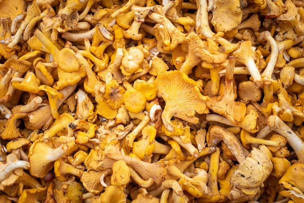 Mushroom background. Texture is composed of yellow chanterelles. Background of yellow shade on theme of mushrooms. Concept - organic mushrooms. Growing and collecting mushrooms. Growing chanterelles