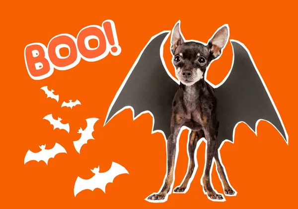 Illustration of funny halloween background. Halloween symbols and word boom on orange background. Orange invitation to holiday halloween party. All Hallows\' Eve decorations. Dog with mouse wings