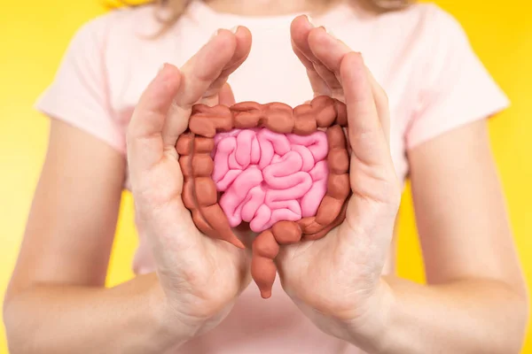 Human intestinal model. Gastrointestinal tract. Gastric tract health concept. Digestive health. Large and small intestine in hands of woman. Intestinal health. Blurred girl in background.