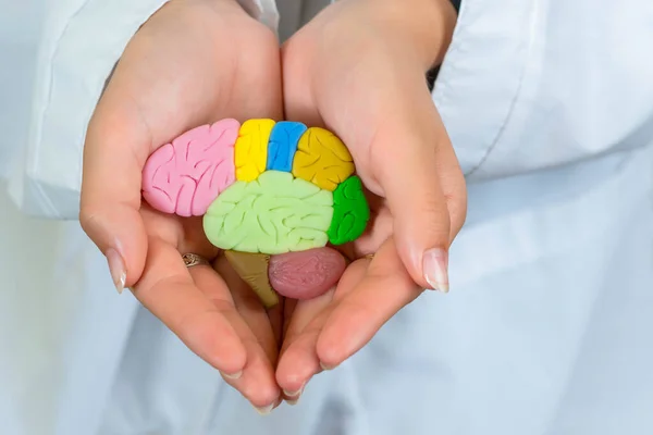 Prevention of dementia. Mental health. Doctor holds brain mock-up in her hands. Doctor takes care of the patient brain condition. Alzheimer disease, Parkinson disease, dementia, stroke, mental health