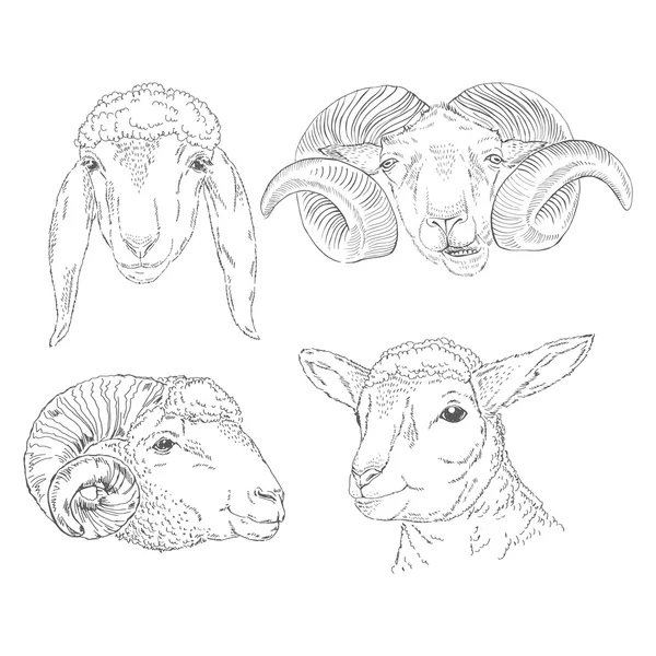 Коллекция голов овец — стоковый вектор