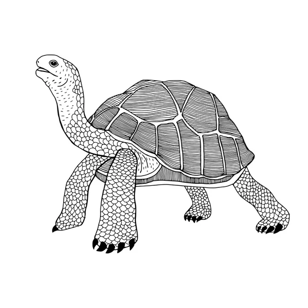 Ornate turtle for coloring — Stock vektor