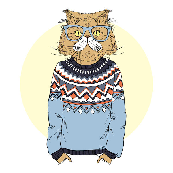 persian cat  dressed up in pullover