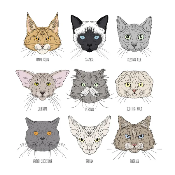 猫头组的不同的面包 — 图库矢量图片