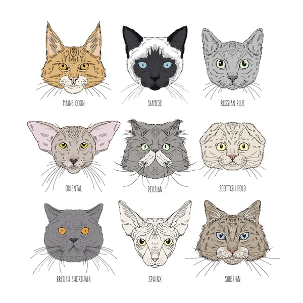 Tête de chat ensemble de pains différents — Image vectorielle