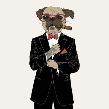 smokin içinde giyinmiş pug