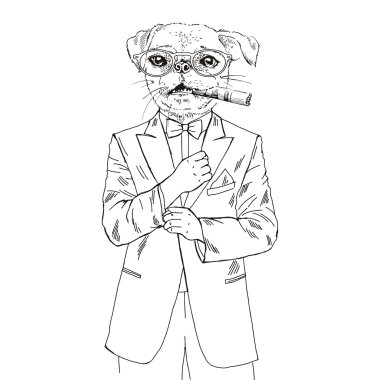 smokin içinde giyinmiş pug
