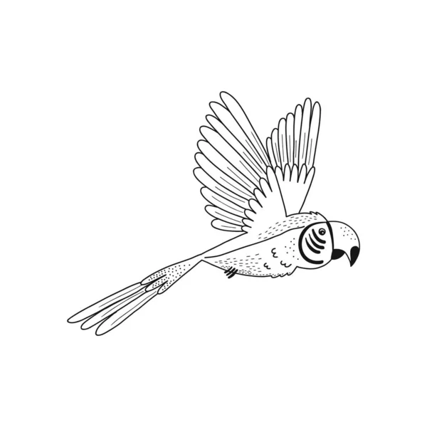 Ara papoušek létat izolované ilustrace — Stockový vektor