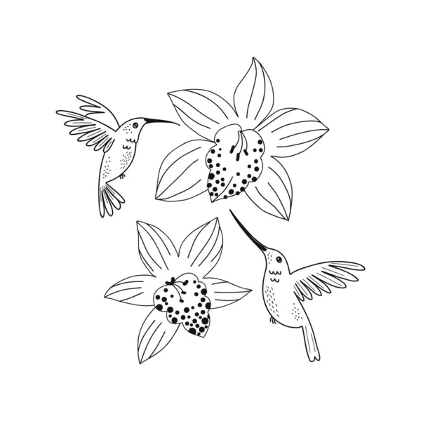 Kolibřík létat kolem orchidej květiny izolované ilustrace — Stockový vektor