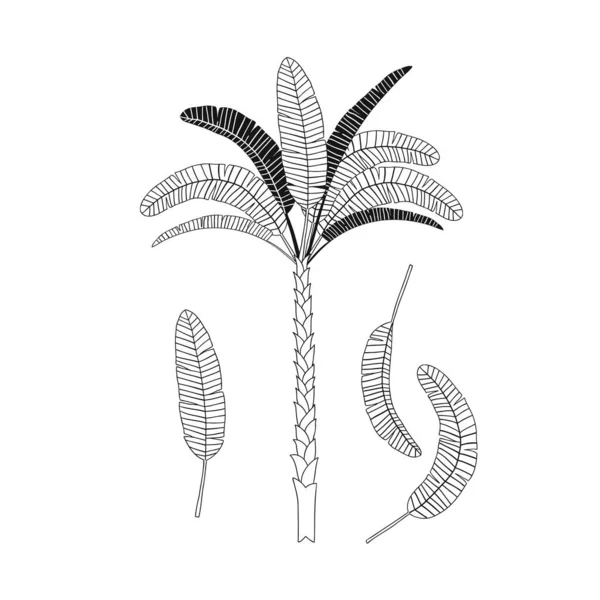 Hojas decorativas de palmera ilustración aislada — Archivo Imágenes Vectoriales