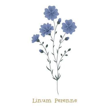 Beyaz arka planda yabani çayır çiçeği.